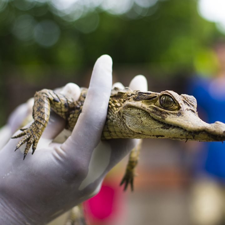 AnimalesSilvestres-Lagarto-Loreto-Albergues-Foto.GuntherFelix